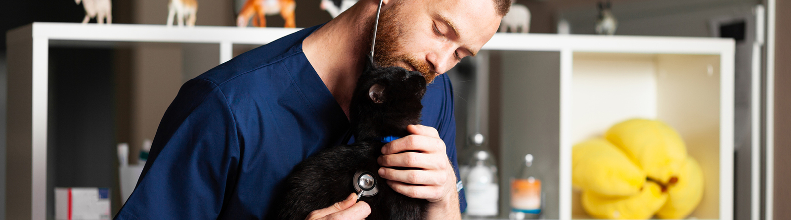 Veterinarian listening to a cat with a stethoscope